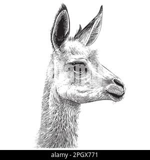 Dessin de la tête de Llama dessiné à la main dans l'illustration de style Doodle Illustration de Vecteur