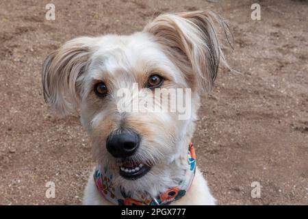 Chien mignon, mélange de caniches, regarder l'appareil photo. Banque D'Images