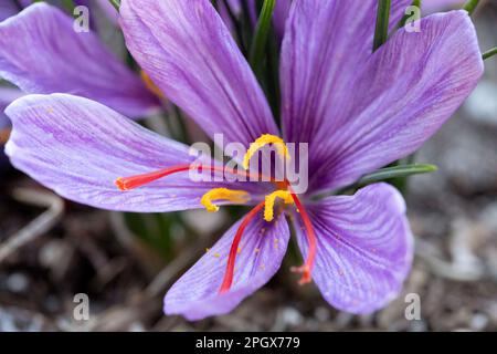 Crocus de safran (Crocus sativus), AKA: Crocus d'automne en fleur. Ses stigmates sont connus sous le nom de safran aux épices. Banque D'Images