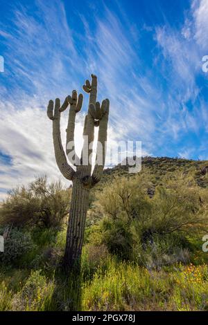 Giant Saguaro (Carnegiea gigantea), McDowell Sonoran Preserve, Scottsdale, Arizona, États-Unis. Banque D'Images