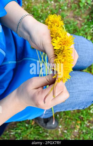 La couronne de pissenlits serpend les mains des femmes. Pissenlits jaunes. Couronne de fleurs. Banque D'Images