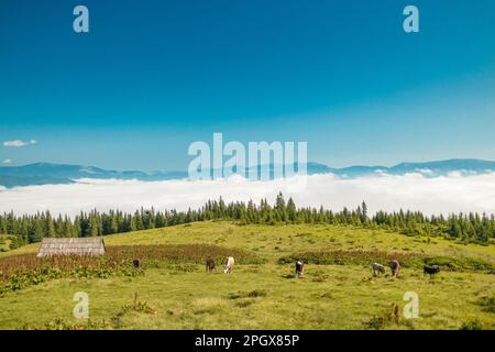 Les vaches sur l'Alp, autrichien, l'Autriche Salzburger Land Banque D'Images