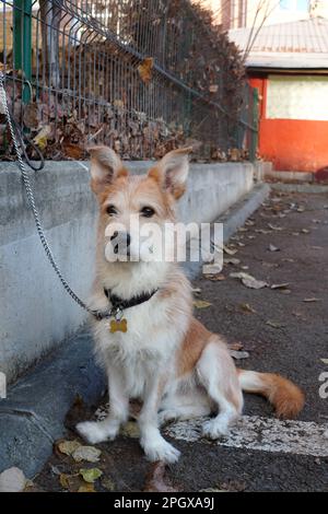 Petit chien attentif sur laisse attaché à une clôture, assis, attendant et regardant vers l'avant Banque D'Images