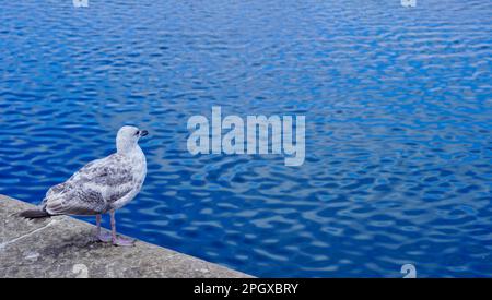 Mouette se tenant sur le quai et regardant au-dessus de l'eau bleue, avec un espace de copie Banque D'Images