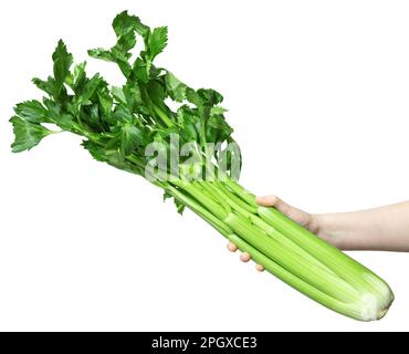 Céleri vert dans la main de la femme isolé sur fond blanc préparation alimentaire saine. Masque Banque D'Images