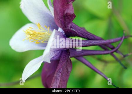 Image macro des sépales violets profonds aiguillés de longue durée d'un Aquilegia (Columbine), surmontés de pétales à lobes mauves blancs avec étamines jaunes centrales Banque D'Images