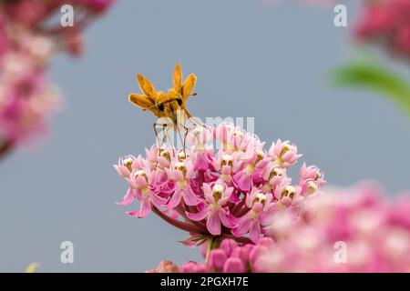 Un hespérie ardent pollinisant sur une fleur d'alouette de marais. Vue rapprochée frontale. Banque D'Images