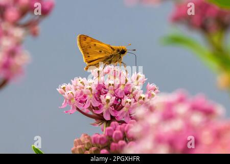 Un hespérie ardent pollinisant sur une fleur d'alouette de marais. Profil latéral avec détail aile, vue rapprochée. Banque D'Images