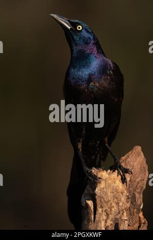 Un grackle commun perché. Banque D'Images