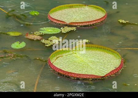 Nénuphars de Victoria (Victoria amazonica) feuilles flottant sur l'eau un jour de pluie, Brésil. Banque D'Images