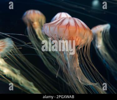 Des méduses flottent paisiblement et silencieusement dans un aquarium avec un fond bleu clair et sombre Banque D'Images