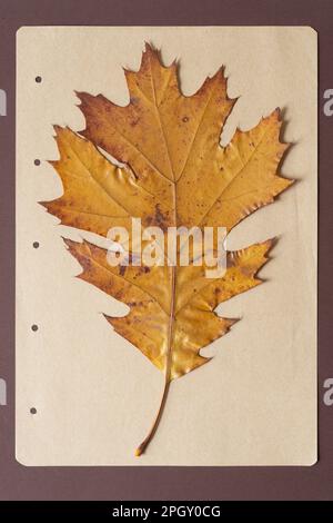 grande feuille de chêne d'automne isolée sur papier carnet et cadre en carton Banque D'Images