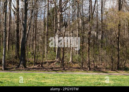 Manoir caché niché dans les bois, partiellement caché de la vue. Immobilier et concept de propriété. Banque D'Images