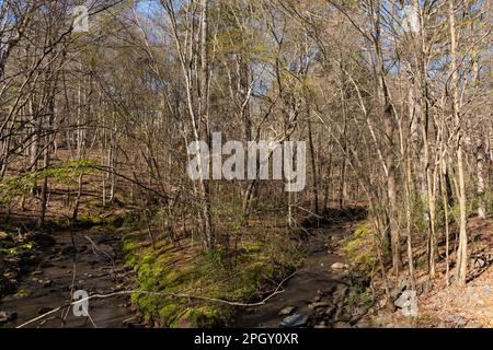 Manoir caché niché dans les bois, partiellement caché de la vue. Immobilier et concept de propriété. Banque D'Images