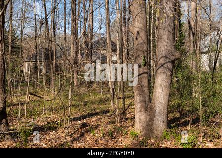 Manoir caché niché dans les bois, partiellement caché de la vue. Immobilier et concept de propriété. Banque D'Images