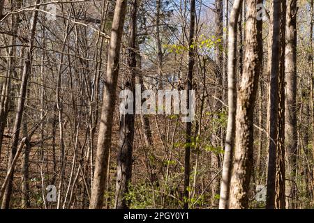 Manoir caché niché dans les bois, partiellement caché de la vue. Immobilier et concept de propriété. Banque D'Images