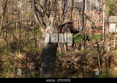 Manoir caché niché dans les bois, partiellement caché de la vue. Immobilier et concept de propriété. Banque D'Images