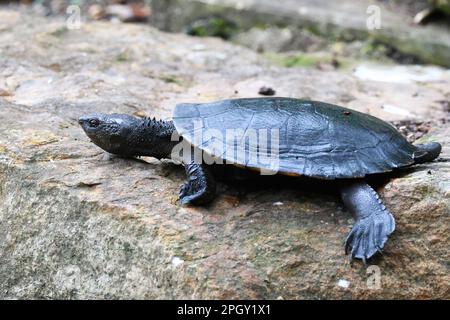 Belles images d'animaux autour des zones humides de Rothwell, et de tortues accrochées au bord de l'étang. Banque D'Images