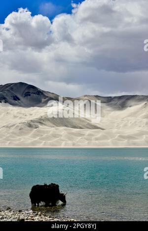 Les chênes alpins se délaillent et boivent dans le lac Baisha, plateau de Pamir, Xinjiang Banque D'Images