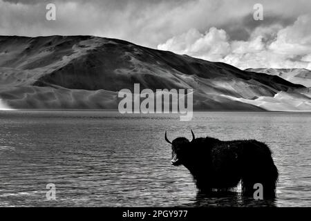 Les chênes alpins se délaillent et boivent dans le lac Baisha, plateau de Pamir, Xinjiang Banque D'Images