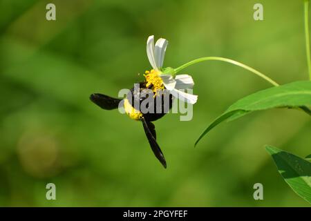 Une abeille charpentier visitant la fleur de griffe du diable. Surakarta, Indonésie. Banque D'Images