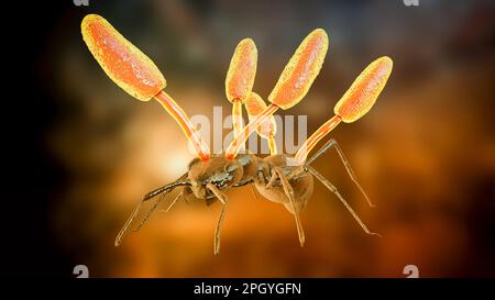 Cordyceps champignon parasite poussant sur ant, illustration Banque D'Images