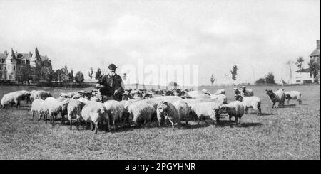 L'évangéliste chrétien américain Dwight Lyman Moody (1837-1899), connu sous le nom de D.L. Moody, debout avec des moutons sur les liens près du château de Northfield et de sa ferme à East Northfield, Massachusetts, c1898. Banque D'Images