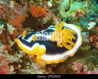 Escargot d'Afrique (Chromodoris africana), site de plongée du parc national de la baie de Sodwana, réserve marine de Maputaland, KwaZulu Natal, Afrique du Sud Banque D'Images