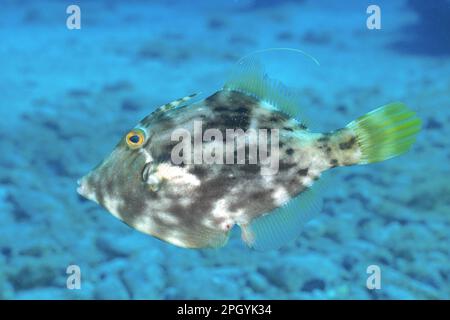 Corégone brun (Stephanolepis hispidus), site de plongée du récif de Pasito Blanco, Arguineguin, Gran Canaria, Espagne, Océan Atlantique Banque D'Images