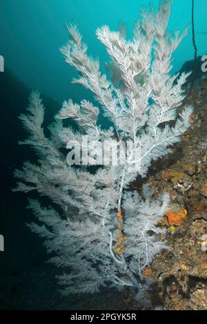 Corail d'arbre de Noël (Antipates dendrochristos), corail de brousse, site de plongée Aliwal Shoal, Umkomaas, KwaZulu Natal, Afrique du Sud Banque D'Images