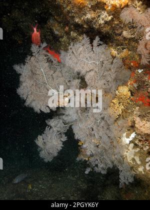 Corail d'arbre de Noël (Antipates dendrochristos), corail de brousse, site de plongée Aliwal Shoal, Umkomaas, KwaZulu Natal, Afrique du Sud Banque D'Images