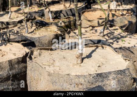 Vue rapprochée de l'oliveraie greffée en pépinière Banque D'Images