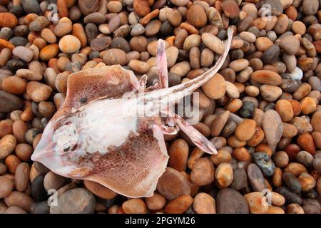 Spotted Ray (Raja montagui) adulte mort, lavé sur la plage de galets, Chesil Beach, Dorset, Angleterre, Royaume-Uni Banque D'Images