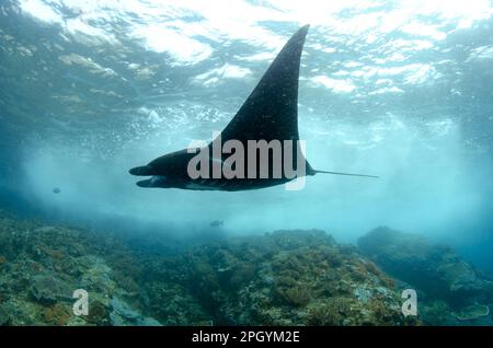 Grand rayon de manta pélagique océanique (Manta birostris), adulte, nage avec des vagues de rupture au-dessus du récif, île de Padar, Komodo N. P. Lesser Sunda Banque D'Images