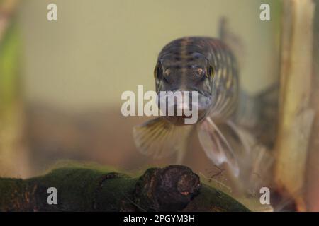 Pike, Pike européen, autres animaux, poisson, animaux, Pike-like, Pike du Nord (Esox lucius) jeune, natation, Yorkshire du Sud, Angleterre, hiver Banque D'Images