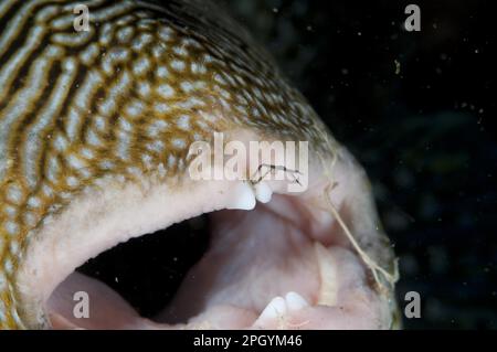 Carte (arothron mappa) Pufferfish, carte Pufferfish, carte Pufferfish, carte Pufferfish, carte Pufferfish, Autres animaux, poissons, animaux, poisson-poisson, poisson-poisson-poisson-carte Banque D'Images