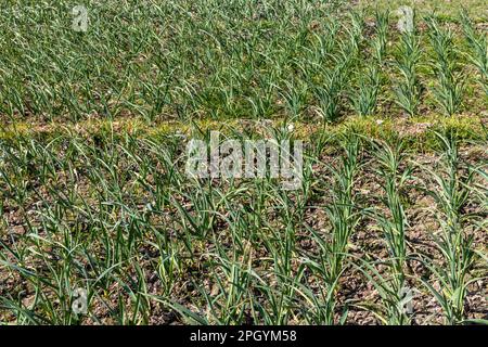 Plantes à l'ail vert poussant dans le champ Banque D'Images