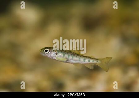 Saumon atlantique (Salmo salar) jeune, nage en piscine, Centre écossais pour l'écologie et l'environnement naturel (SCÈNE), Rowardennan, Loch Banque D'Images