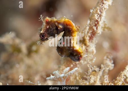 Hippocampe pygmée de Pontoh (Hippocampus pontohi), Needlefish (poissons), animaux, autres animaux, hippocampe pygmée adulte, Lembeh Straits, Sulawesi Banque D'Images