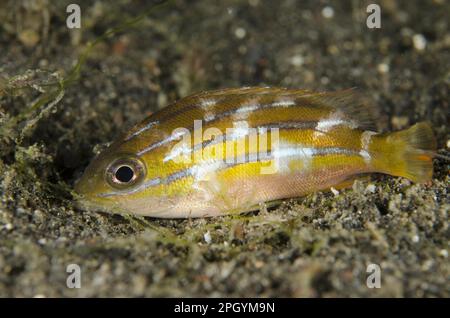 Vivaneau à cinq lignes (Lutjanus quinquelineatus) juvénile, aux couleurs nocturnes, reposant sur du sable noir la nuit, détroit de Lembeh, Sulawesi, grande Sunda Banque D'Images