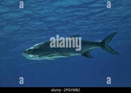 Megalops atlantica, tarpon atlantique (megalops atlanticus), Tarpon atlantique, autres animaux, poissons, animaux, Tarpon Atlantique adulte, baignade dans Banque D'Images