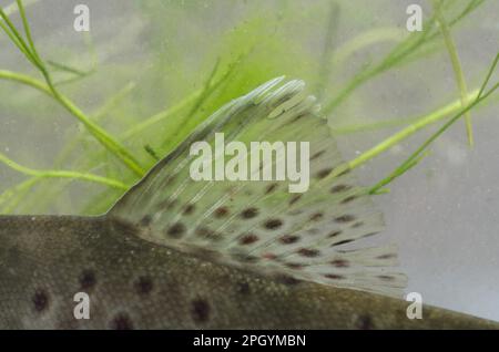 Salmo trutta forma fario, truite brune, truite de rivière, truite de montagne, truite de roche, Truite brune, truites brunes (Salmo trutta fario), truite de montagne, roc Banque D'Images