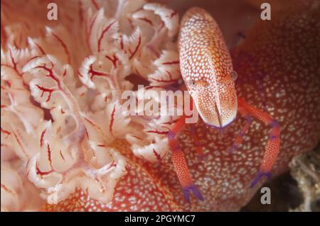 Crevettes impériales de l'empereur (Periclimenes imperator) adulte, sur la danseuse espagnole (Hexabranchus sanguineus) la nuit à côté des branchies, île d'Ambon Banque D'Images