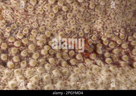 Crevettes impériales de l'empereur (Periclimenes imperator) adulte, sur le concombre de mer, l'île de Mabul, Sabah, Bornéo, Malaisie Banque D'Images