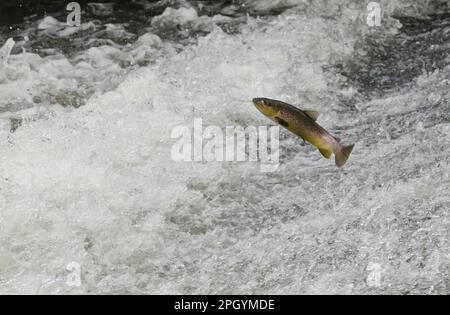 Salmo trutta forma fario, truite brune, truite de rivière, truite de montagne, truite de pierre, Truite brune, truite brune (Salmo trutta fario), truite de montagne Banque D'Images