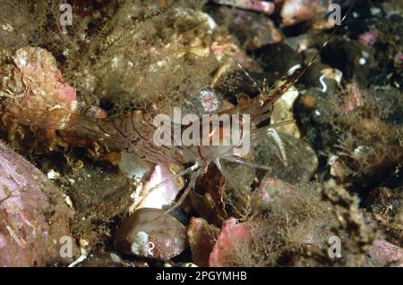 Crevettes Aesop (Pandalus montagui) adulte, sur les fonds marins du loch, du Loch Carron, de Ross et de Cromarty, Highlands, Écosse, Royaume-Uni Banque D'Images