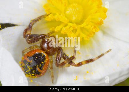 Araignée de crabe Napoléon (Synema globosum) femelle adulte, en fleur cistus à feuilles étroites (Cistus monspeliensis), montagne de la Clape, Aude Banque D'Images