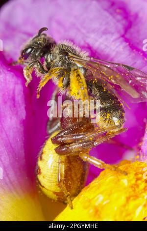 Araignée de crabe Napoléon (Synema globosum) femelle adulte, se nourrissant d'abeille solitaire (Lasioglossum sp.) Proie, en fleur de cistus (Cistus albidus) à feuilles grises Banque D'Images