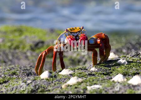 Crabes de roche rouge (Grapsus), crabes de roche rouge, autres animaux, crabes, crustacés, Animaux, Sally lightfoor crabe Banque D'Images