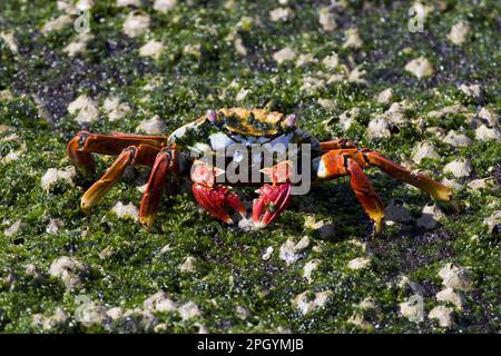 Crabe rouge de falaise, crabe rouge de roche, crabe rouge de falaise, crabe rouge de roche, autres animaux, Crabes, crustacés, animaux, Sally lightfoot crabe mangeant des algues Banque D'Images